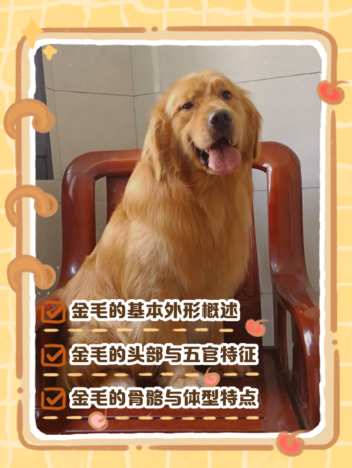 假金毛三个特点(金毛串串一般长啥样) 假金毛三个特点(金毛串串一般长啥样)