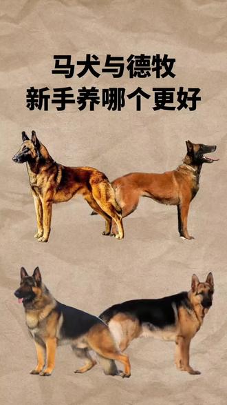 马犬和德牧的区别(马犬和德牧犬哪个好)