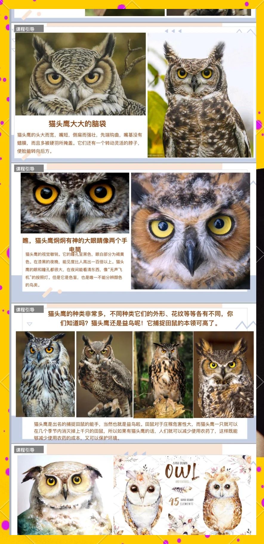 猫头鹰的特点和本领(猫头鹰的特点和本领作文)