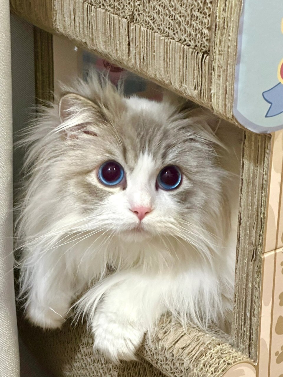 猫一个人在家会抑郁吗(猫咪一个人在家会得抑郁症吗) 猫一个人在家会抑郁吗(猫咪一个人在家会得抑郁症吗)
