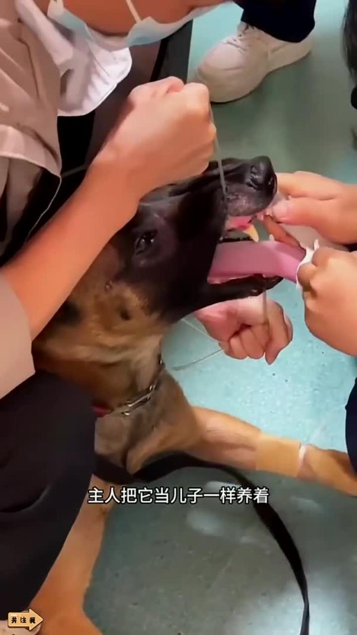 狗狗被卡了一下午怎么办(狗狗被卡住了会表现成什么样) 狗狗被卡了一下午怎么办(狗狗被卡住了会表现成什么样)