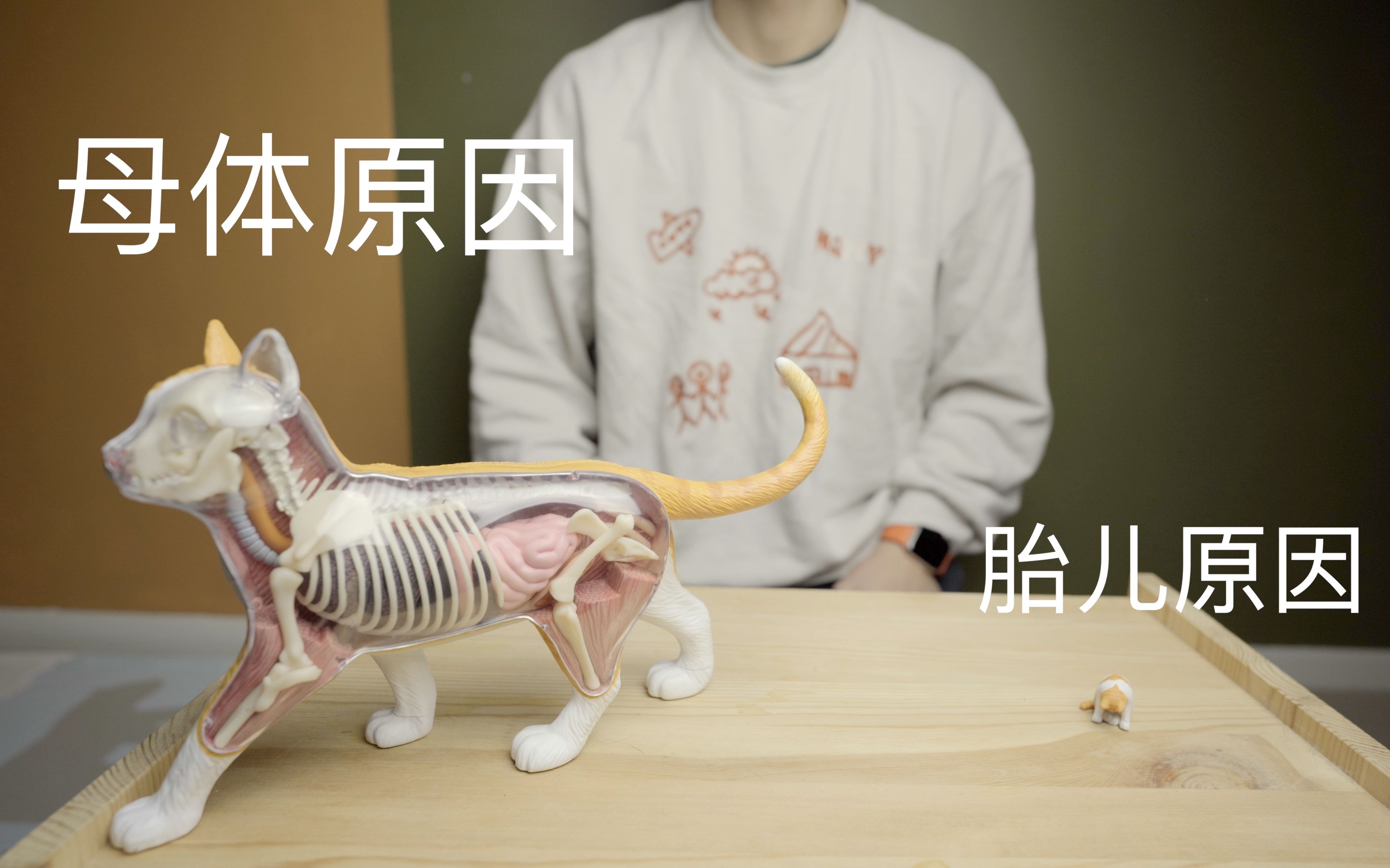 猫难产的处理方法(猫难产的处理方法视频)