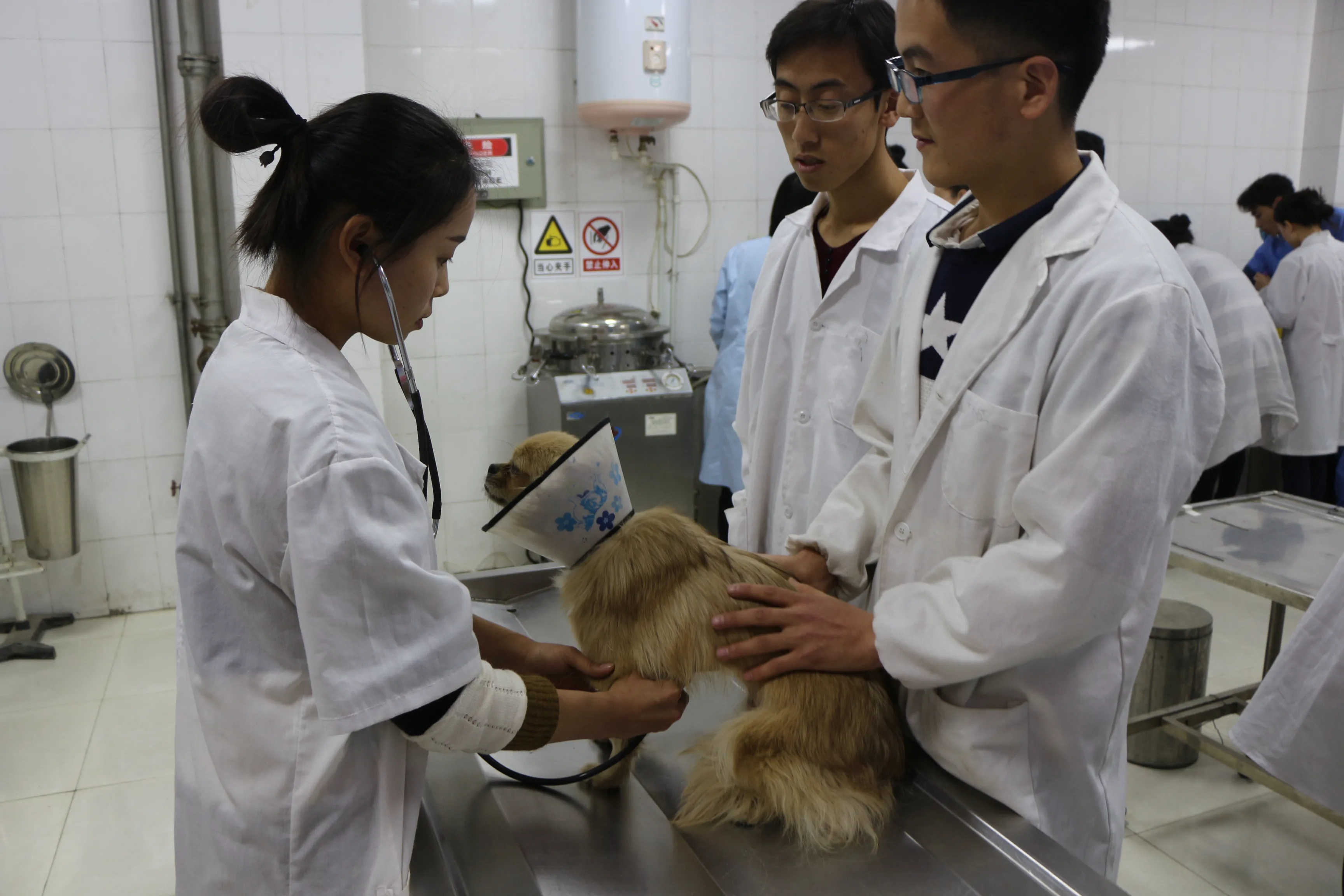 宠物医生一般要学几年(宠物美容师多少钱一个月) 宠物医生一般要学几年(宠物美容师多少钱一个月)