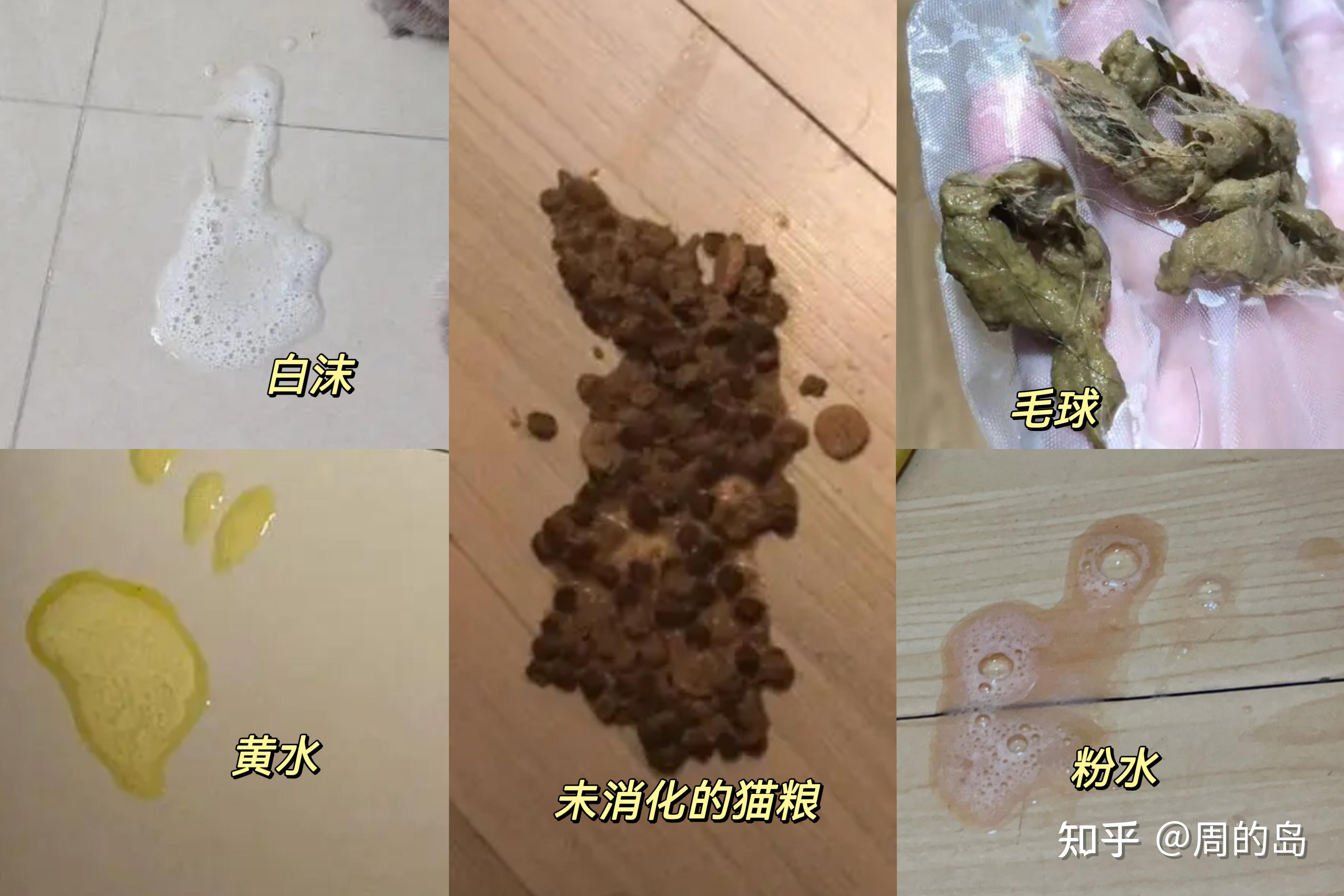猫吐猫粮(猫吐猫粮图片)