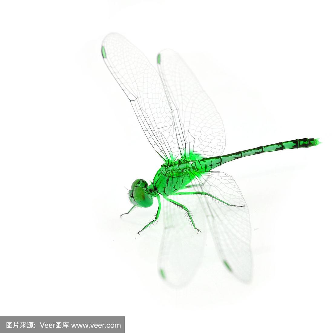 蜻蜓是什么颜色的(蜻蜓是什么颜色的怎么简单的画) 蜻蜓是什么颜色的(蜻蜓是什么颜色的怎么简单的画)