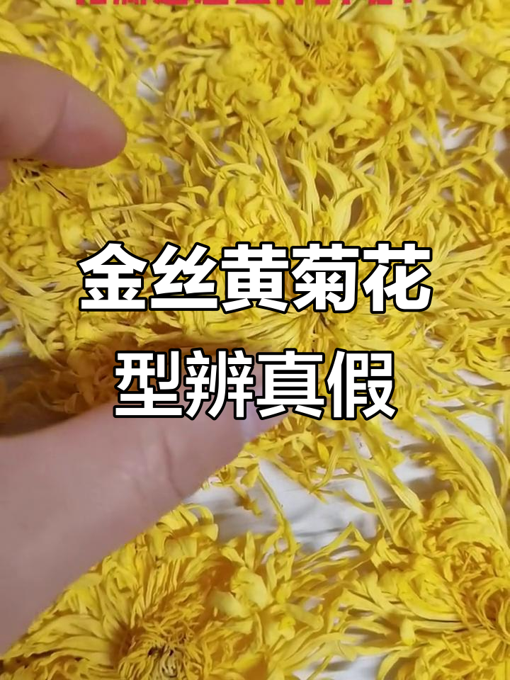 菊花和金丝皇菊哪个好(菊花和金丝皇菊哪个好喝) 菊花和金丝皇菊哪个好(菊花和金丝皇菊哪个好喝)