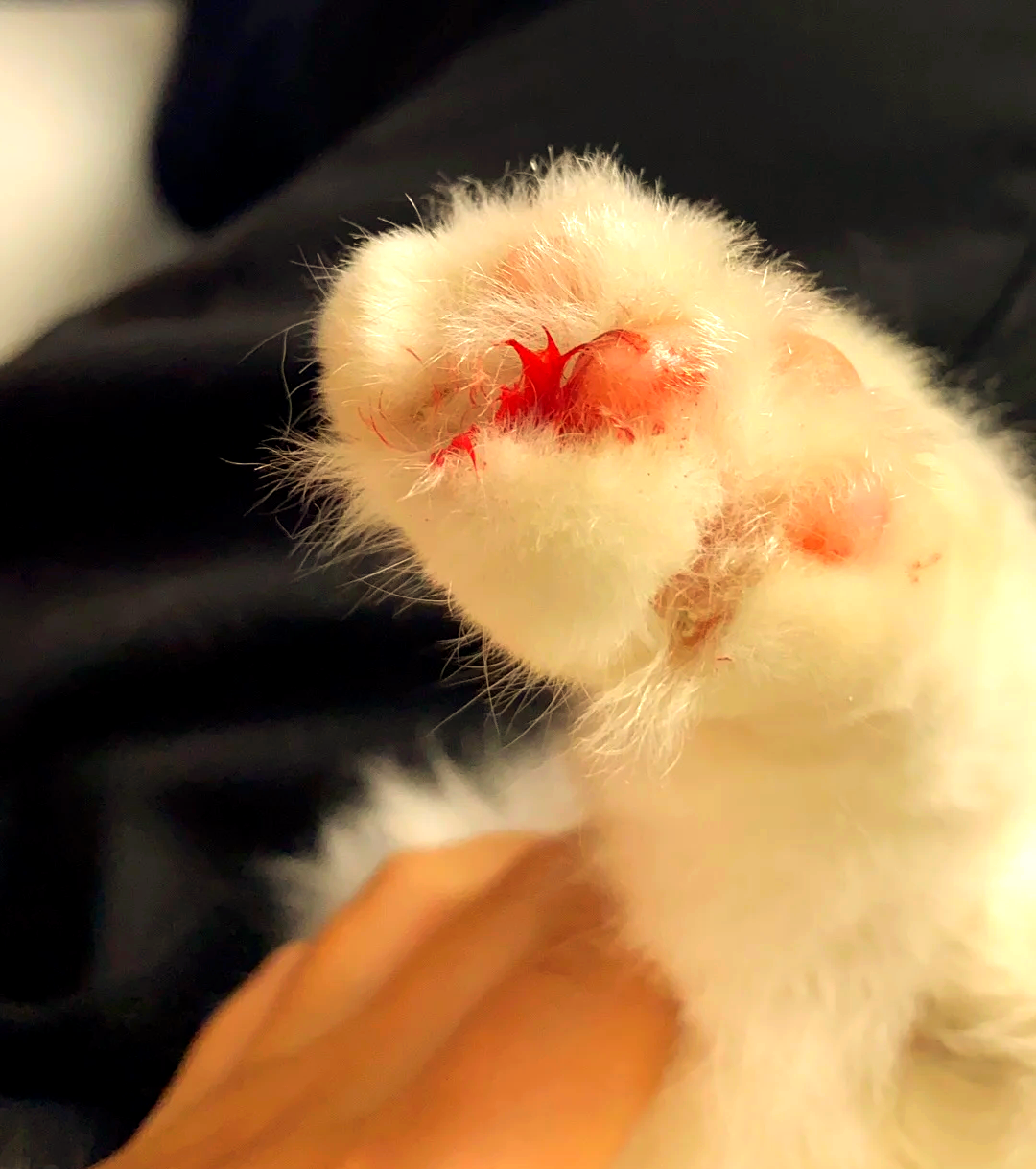 猫咪指甲裂开了怎么办(猫咪指甲裂开很薄的一层怎么办) 猫咪指甲裂开了怎么办(猫咪指甲裂开很薄的一层怎么办)