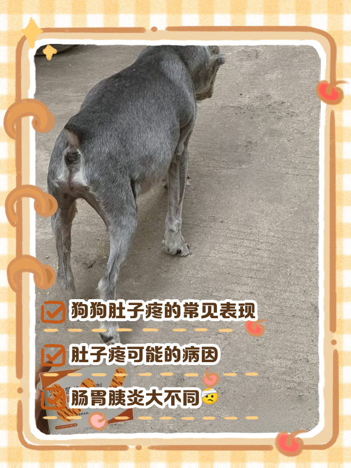 幼犬呼吸急促肚子起伏快(幼犬呼吸频率快肚子还一抽一抽的)
