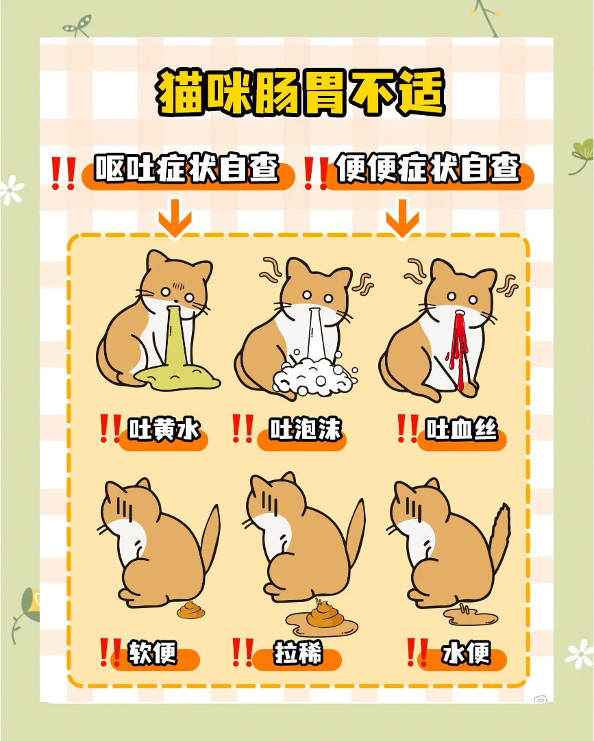 两个月幼猫拉稀怎么办(两个月的小猫拉稀是怎么回事) 两个月幼猫拉稀怎么办(两个月的小猫拉稀是怎么回事)