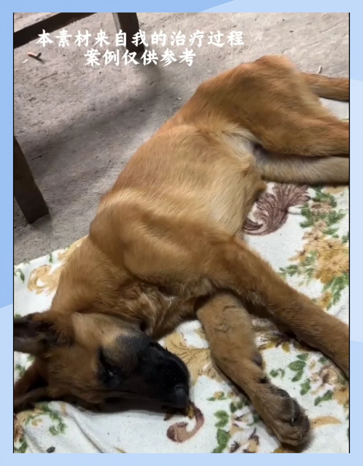 细小一般第几天死亡(细小一般第几天死亡猫)