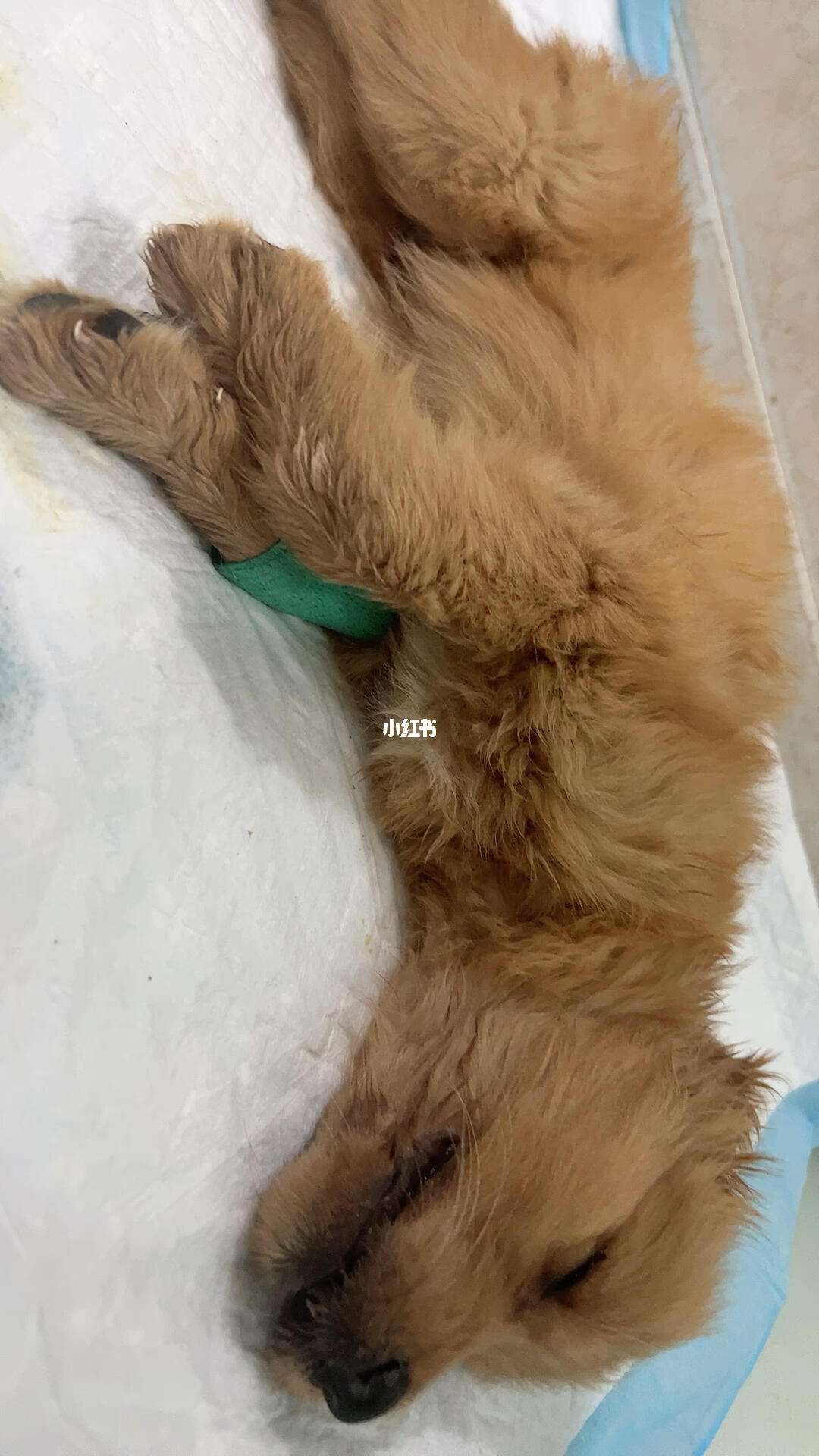 细小一般第几天死亡(细小一般第几天死亡猫) 细小一般第几天死亡(细小一般第几天死亡猫)