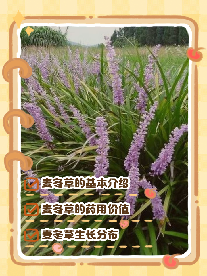 为什么麦冬会伤肝(麦冬对肝脏肾脏有损害吗) 为什么麦冬会伤肝(麦冬对肝脏肾脏有损害吗)