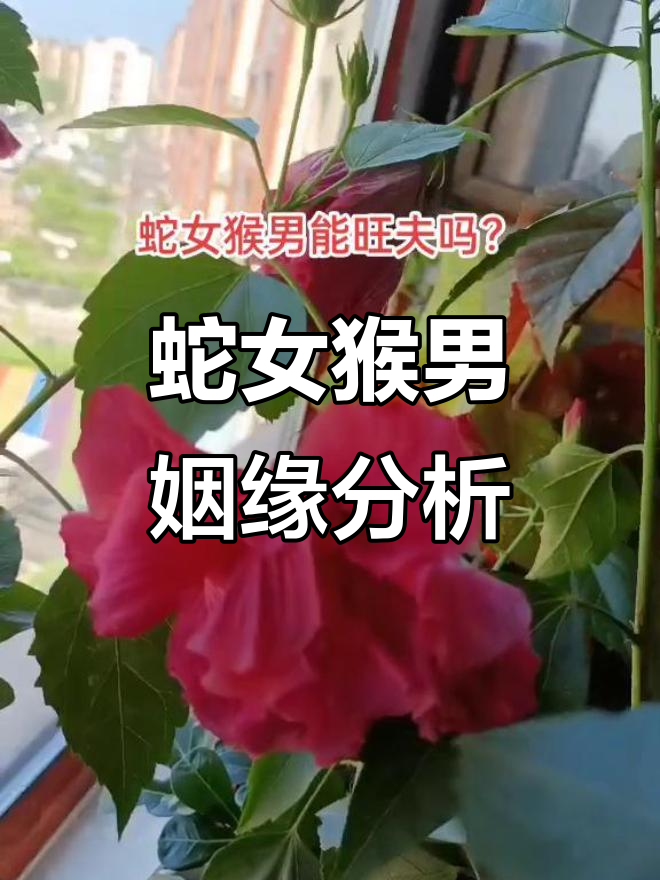 属虎和属蛇的夫妻结局(属虎和属蛇的夫妻真的相克吗) 属虎和属蛇的夫妻结局(属虎和属蛇的夫妻真的相克吗)
