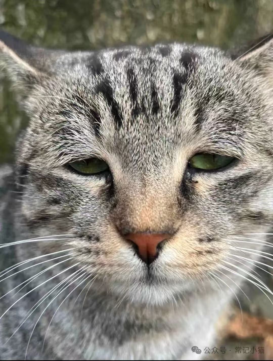 猫不请自来兆头(老人说猫不请自来兆头)