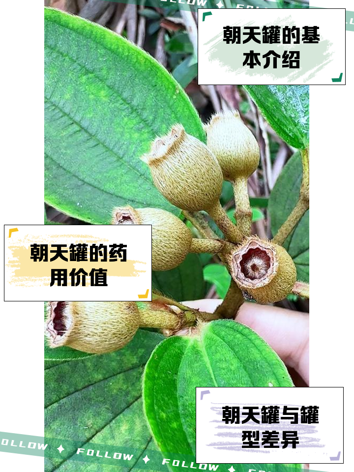 三皮罐功效与作用(三皮罐功效与作用图片)