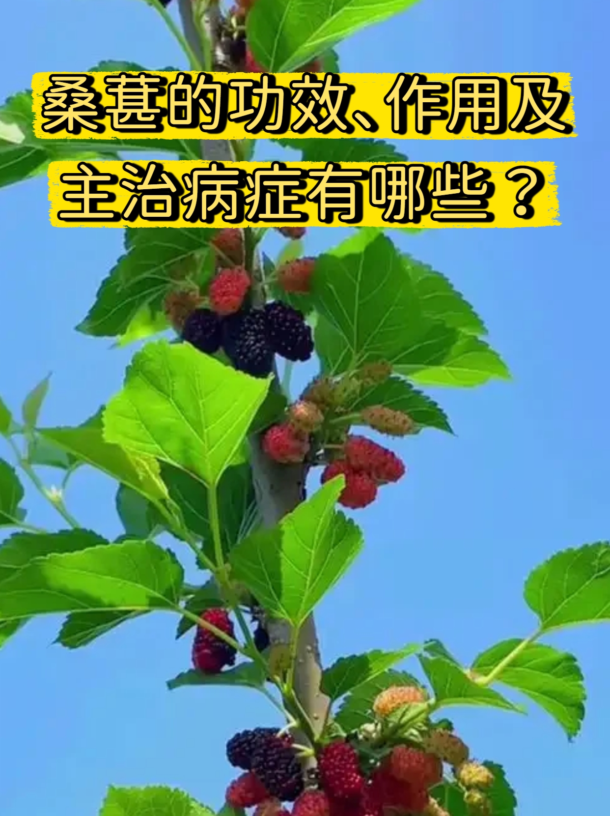 桑葚对男人性功能好吗(桑葚对男人性功能好吗  百度健康·医学科普)