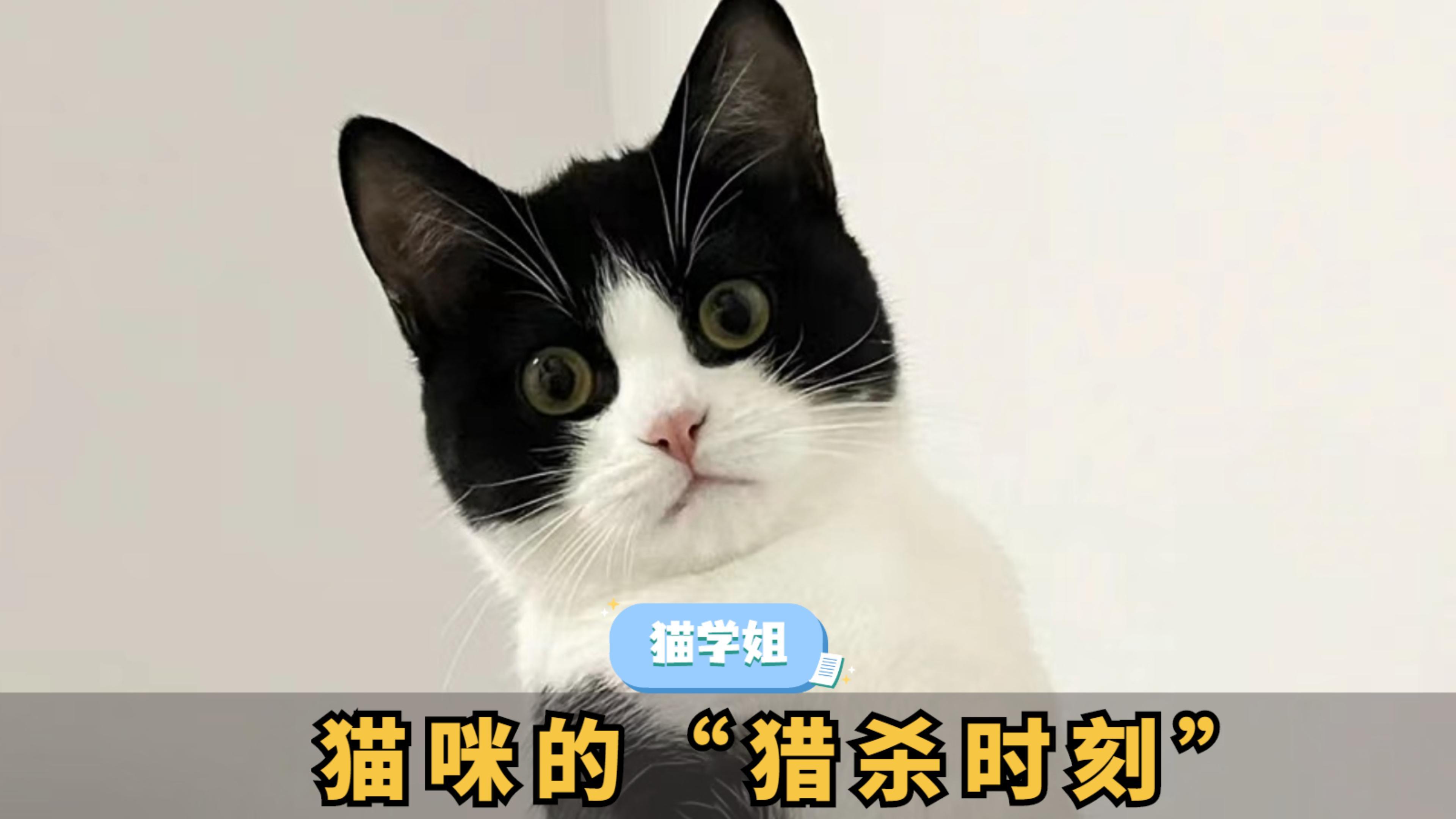猫吃了苍蝇怎么办(猫吃了苍蝇会有事吗) 猫吃了苍蝇怎么办(猫吃了苍蝇会有事吗)