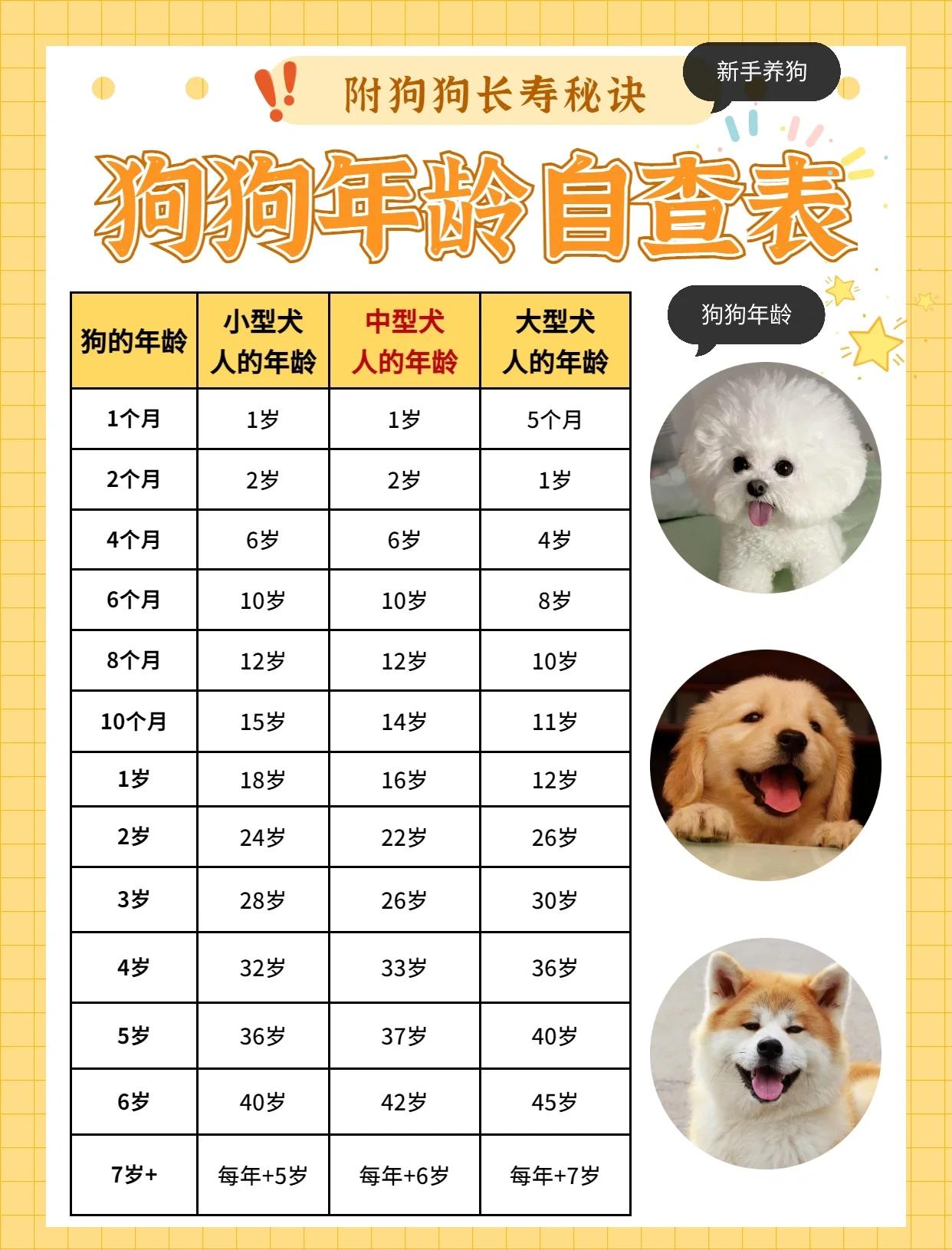 泰迪能活多久寿命多长(泰迪犬能活多久?5招延长寿命!) 泰迪能活多久寿命多长(泰迪犬能活多久?5招延长寿命!)