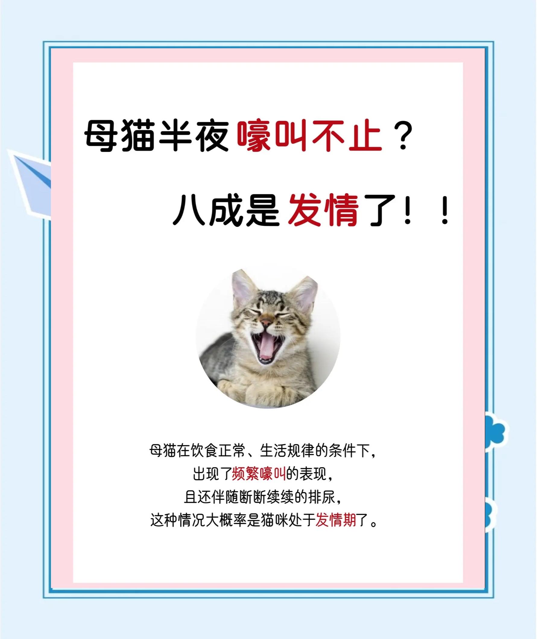 母猫叫声唤小猫(母猫叫声唤小猫吃饭的叫) 母猫叫声唤小猫(母猫叫声唤小猫吃饭的叫)