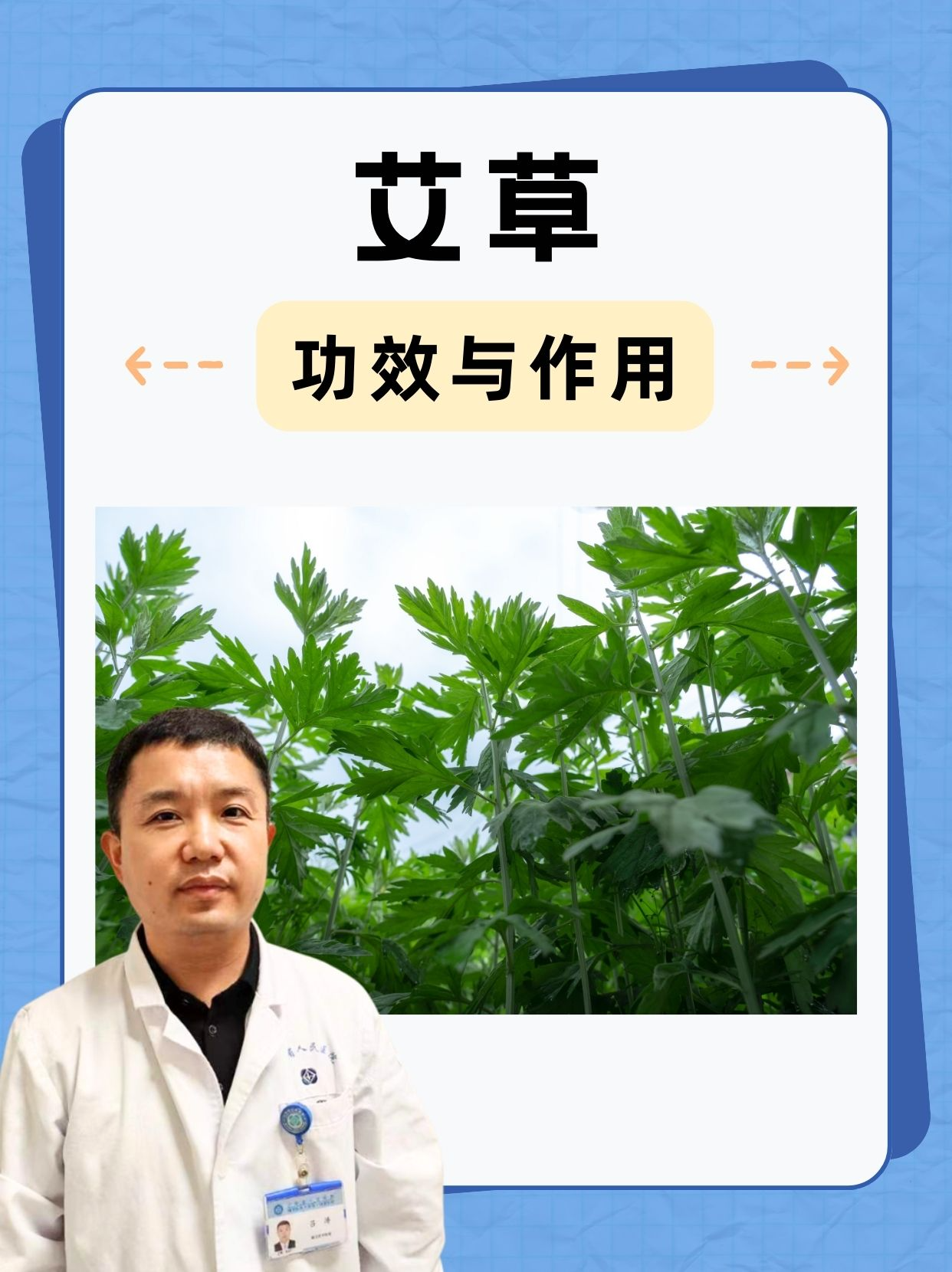 艾草能提高性功能吗(艾草能提高性功能吗男)