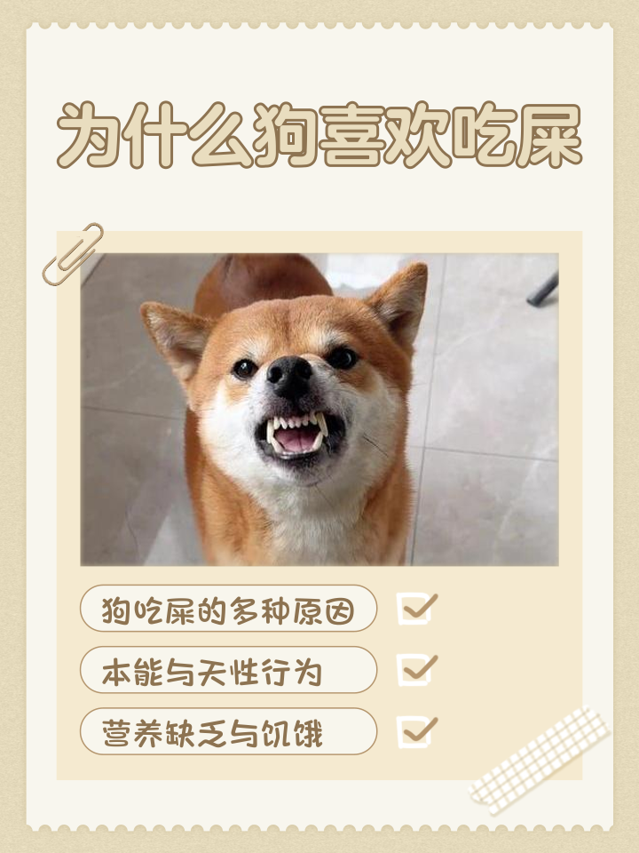 狗吃狗肉的后果(狗吃狗肉会有什么后果) 狗吃狗肉的后果(狗吃狗肉会有什么后果)