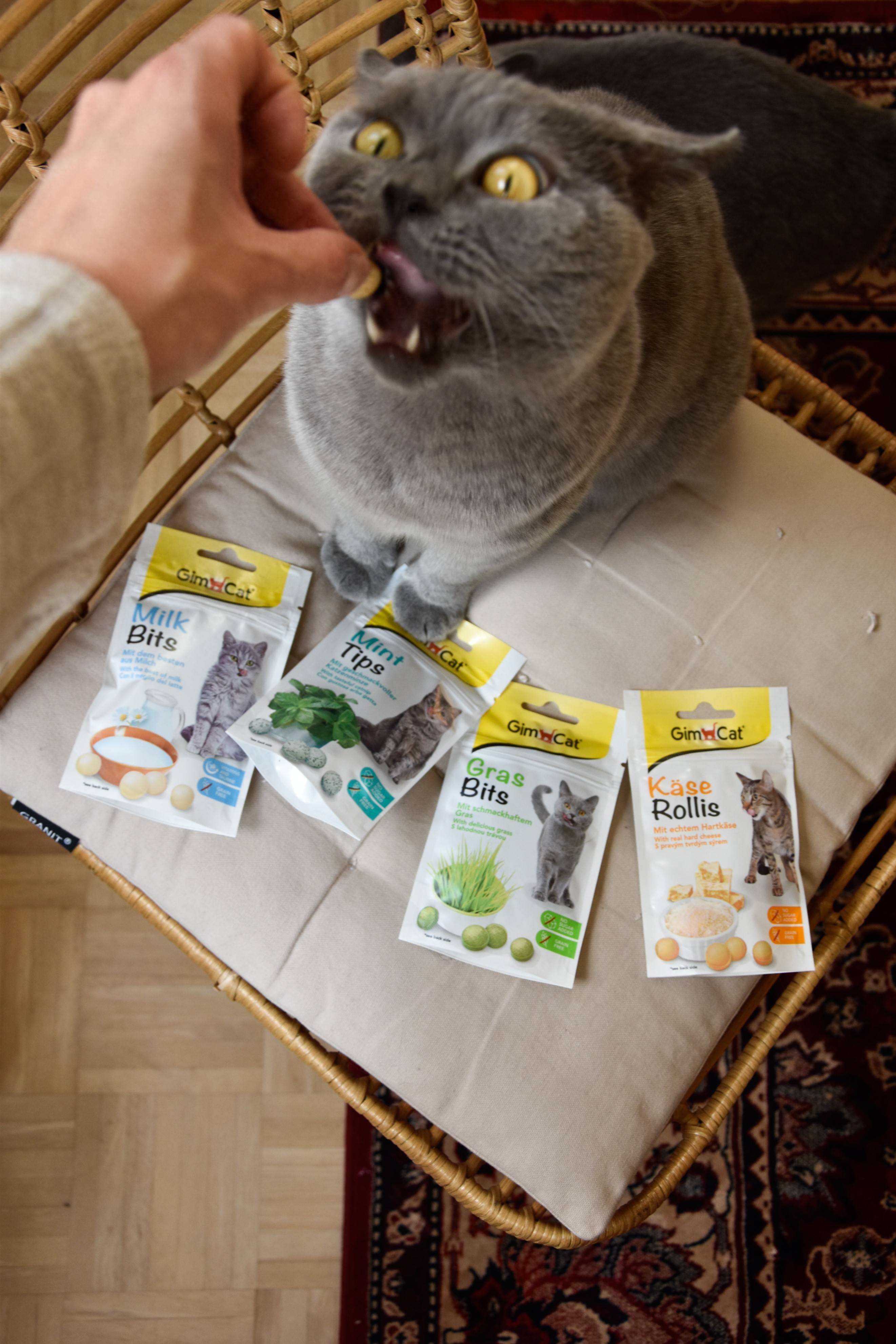 人吃的维生素b猫能吃吗(人类的维生素b族,猫咪能吃吗)