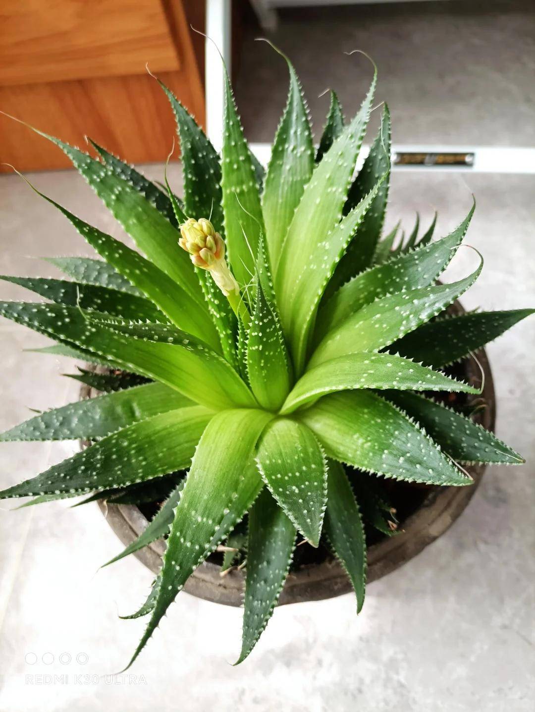 食用芦荟品种和图片(食用芦荟的养殖方法和注意事项)