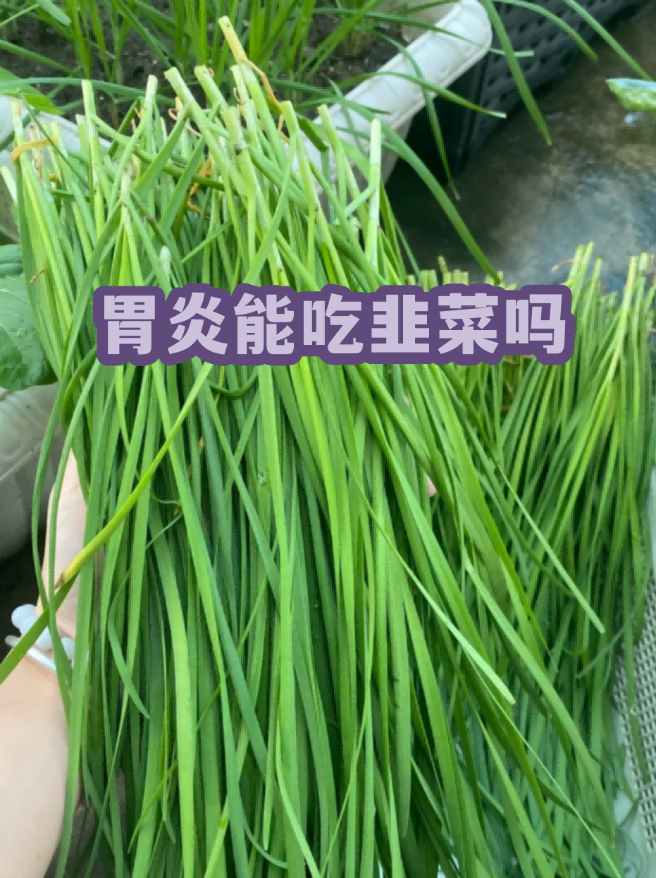 猫能吃韭菜吗(猫能吃韭菜和鸡蛋吗) 猫能吃韭菜吗(猫能吃韭菜和鸡蛋吗)