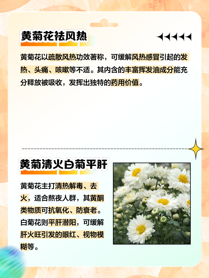 黄金菊的功效与作用(黄金菊的功效与作用及副作用)