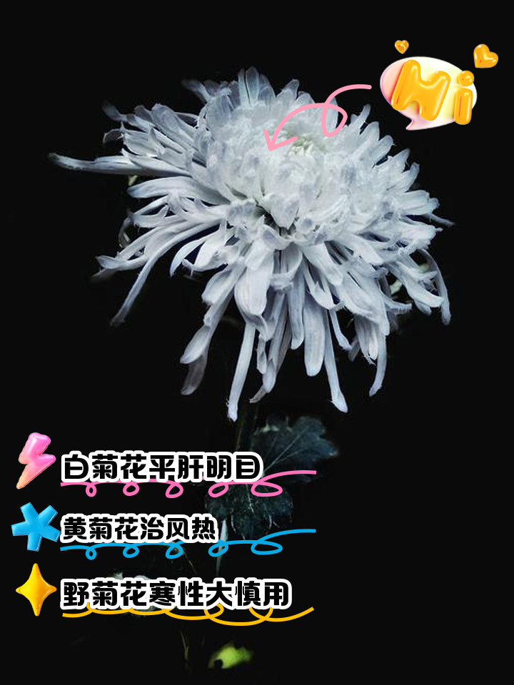 黄金菊的功效与作用(黄金菊的功效与作用及副作用) 黄金菊的功效与作用(黄金菊的功效与作用及副作用)