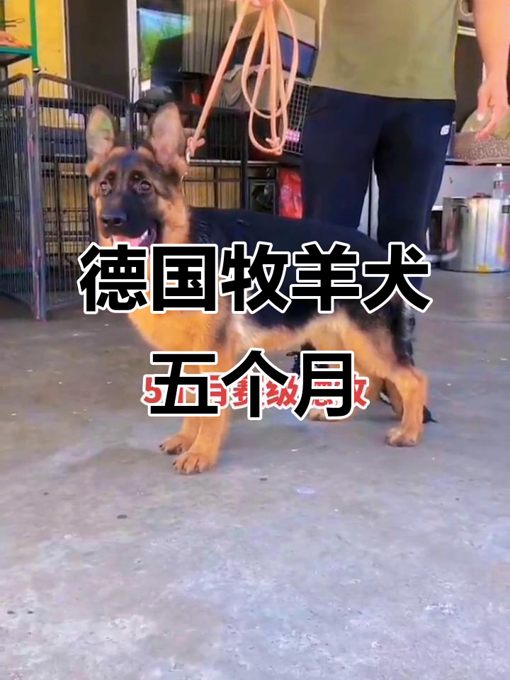 德牧几个月开始疯长(德牧几个月开始变凶警惕)