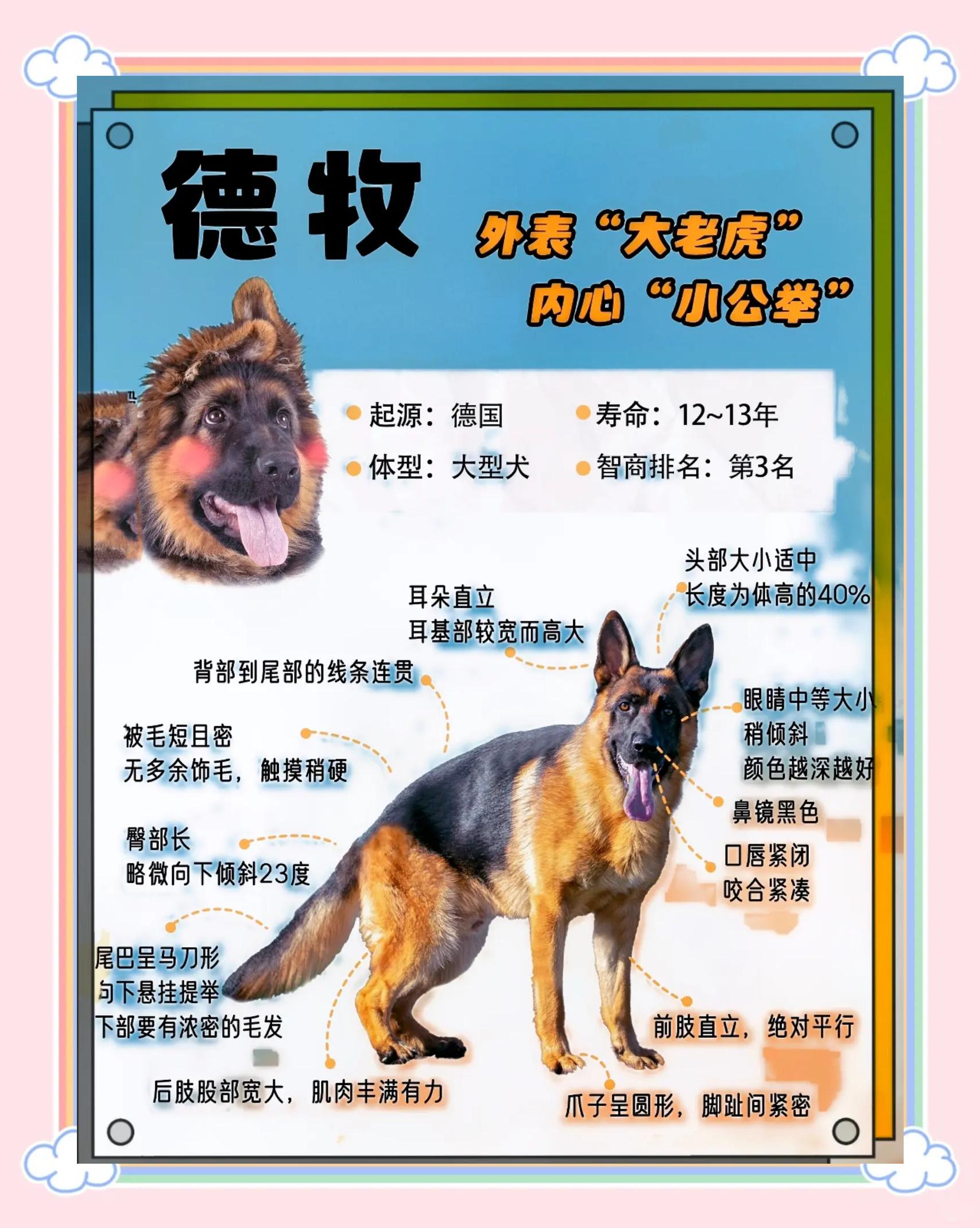 德牧几个月开始疯长(德牧几个月开始变凶警惕) 德牧几个月开始疯长(德牧几个月开始变凶警惕)