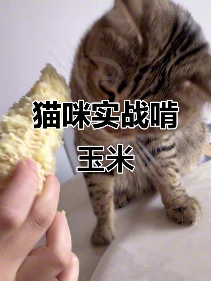 猫咪可以吃玉米粒吗(猫咪可以吃玉米粒吗有营养吗)