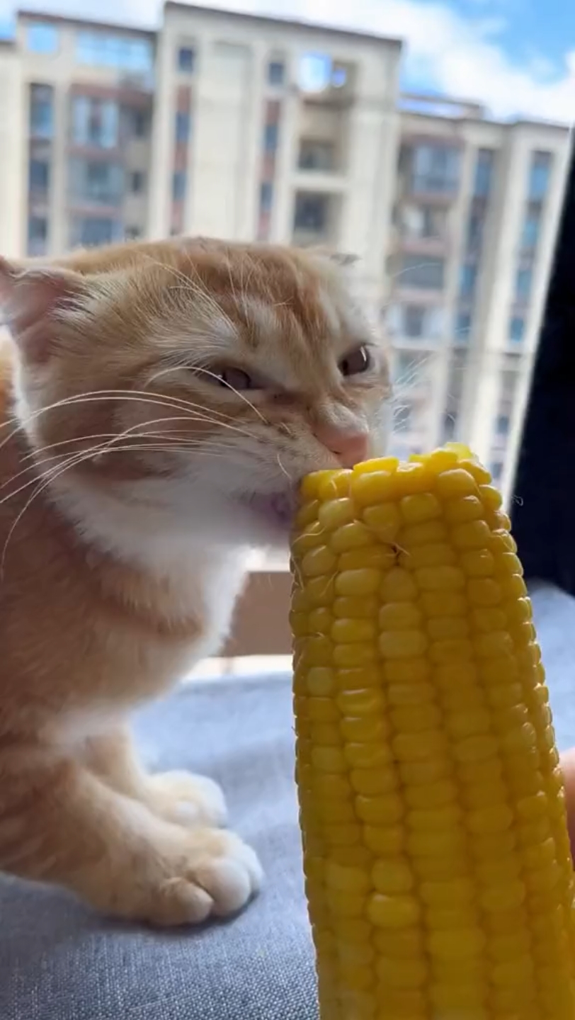 猫咪可以吃玉米粒吗(猫咪可以吃玉米粒吗有营养吗) 猫咪可以吃玉米粒吗(猫咪可以吃玉米粒吗有营养吗)