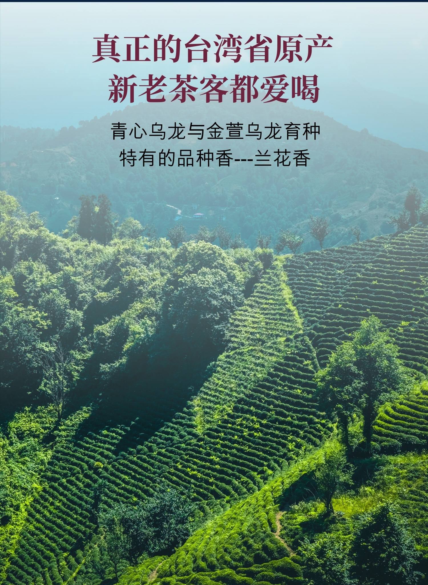 高山茶的功效与作用(高山茶是热性还是寒性) 高山茶的功效与作用(高山茶是热性还是寒性)