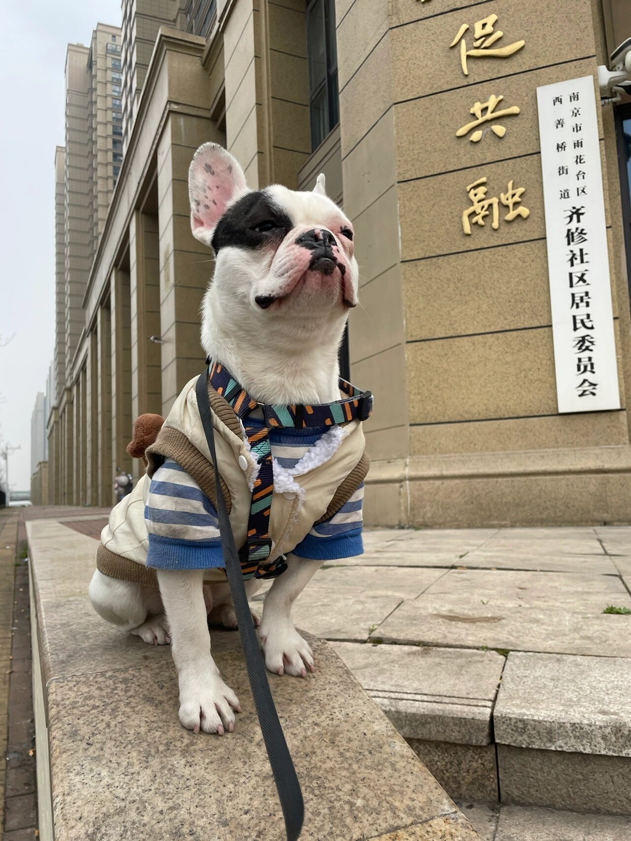 狗狗呕吐但是精神和食欲很好(狗狗呕吐但是精神和食欲很好正常吗)