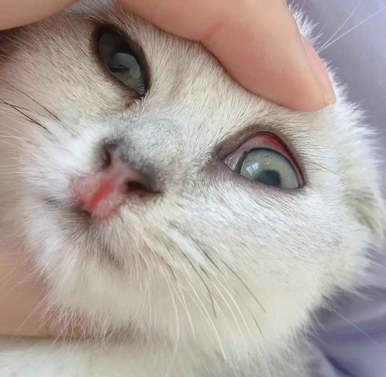 猫鼻支吃了5天阿莫西林(猫鼻支吃了5天阿莫西林好了)