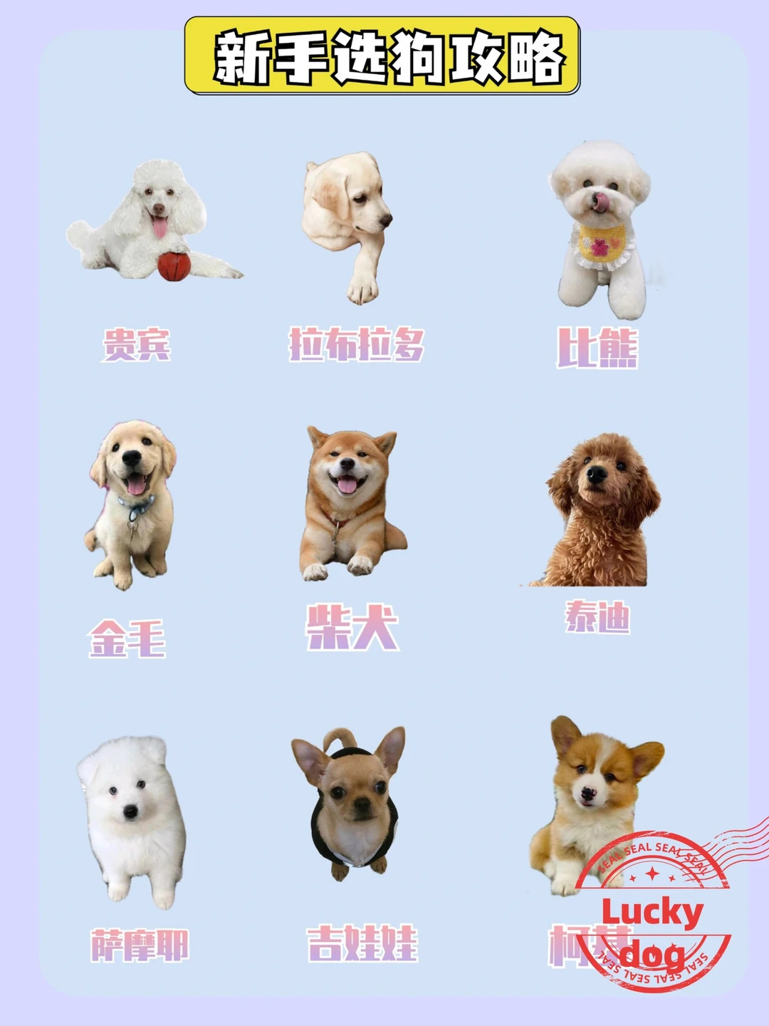 小型宠物狗价格排名(宠物狗小型犬品种排名) 小型宠物狗价格排名(宠物狗小型犬品种排名)