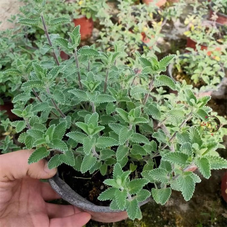 猫薄荷是薄荷吗(猫薄荷在农村叫什么) 猫薄荷是薄荷吗(猫薄荷在农村叫什么)