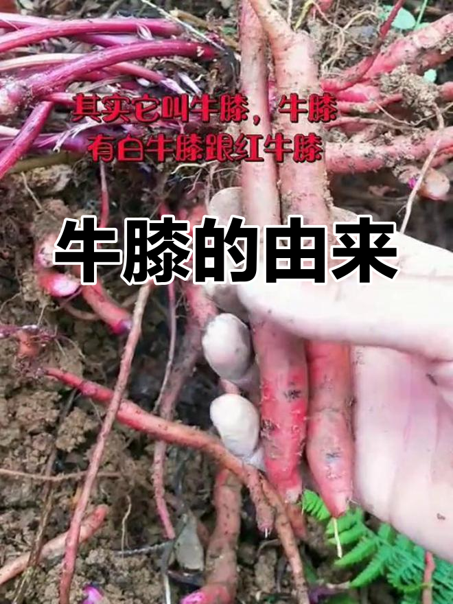 红牛膝泡水喝的功效(红牛膝泡水喝的功效与作用)