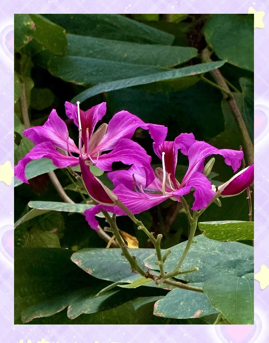 红花是什么生肖(四加一三算一算春天里头开红花是什么生肖)