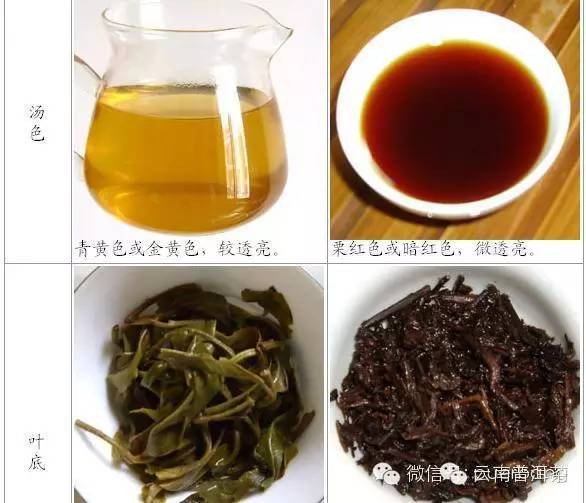 大叶茶的功效与作用(屯留大叶茶的功效与作用)