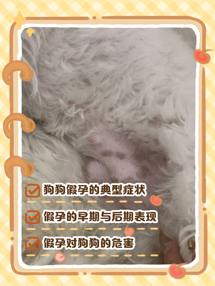 泰迪怀孕初期的症状是怎样的(泰迪狗怀孕的症状泰迪后啥时候出生)
