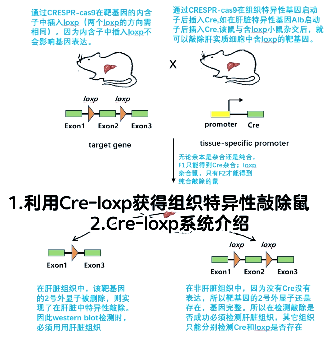 关于conductor是什么意思的信息