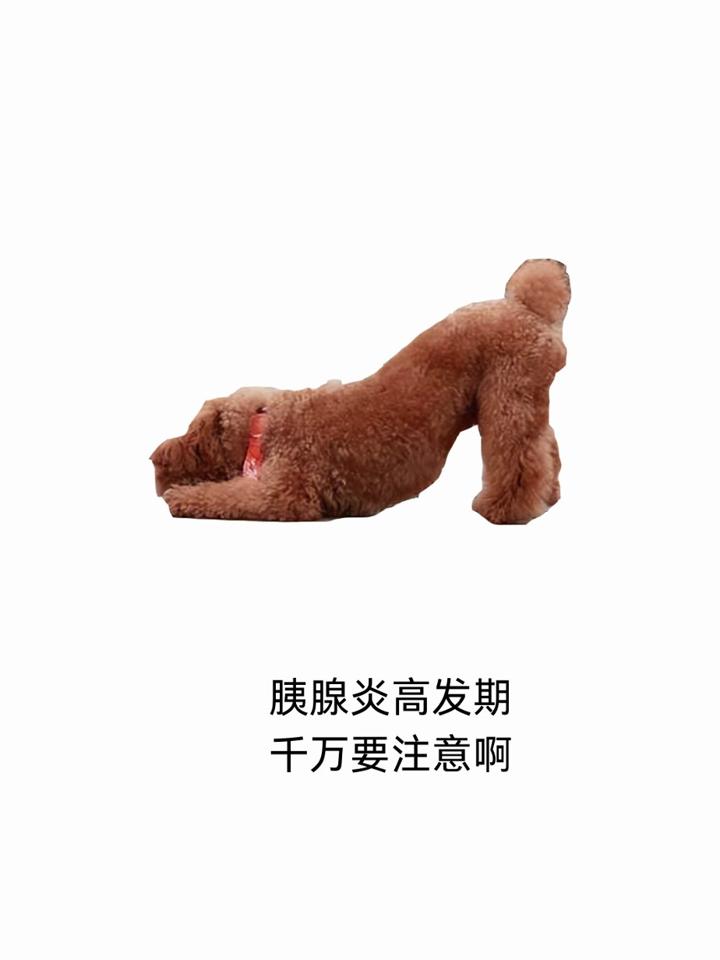 狗狗胰腺炎早期的五大症状(狗狗胰腺炎早期的五大症状是什么)