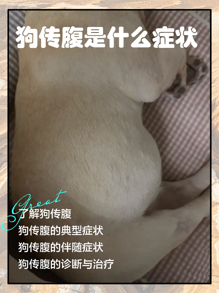 狗肚子里有死胎的表现(狗肚子里如果都是死胎还会生出来吗) 狗肚子里有死胎的表现(狗肚子里如果都是死胎还会生出来吗)