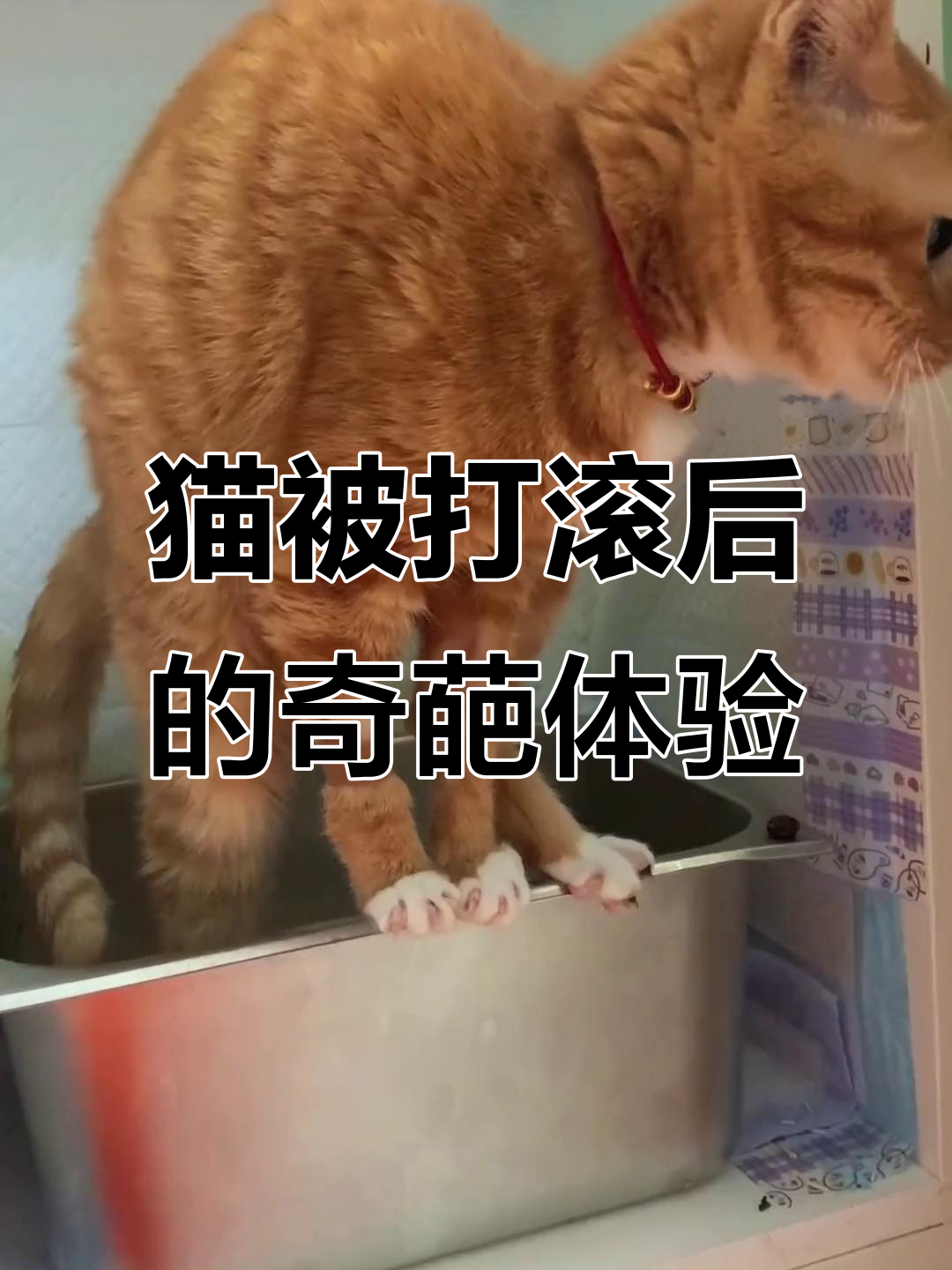 猫咪被暴打后屎都出来了(猫咪被暴打后屎都出来了会死吗)