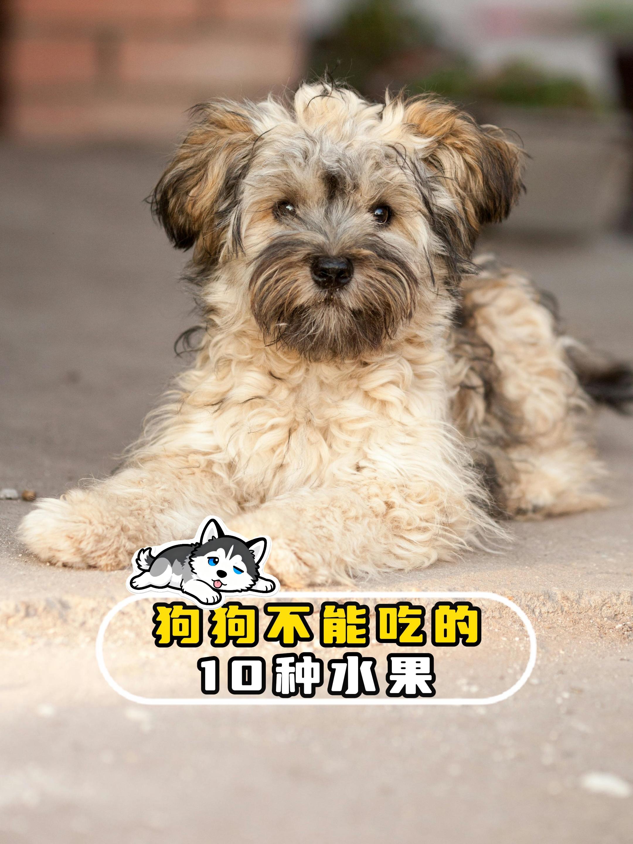 狗能吃圣女果吗(狗能吃圣女果吗会死吗) 狗能吃圣女果吗(狗能吃圣女果吗会死吗)