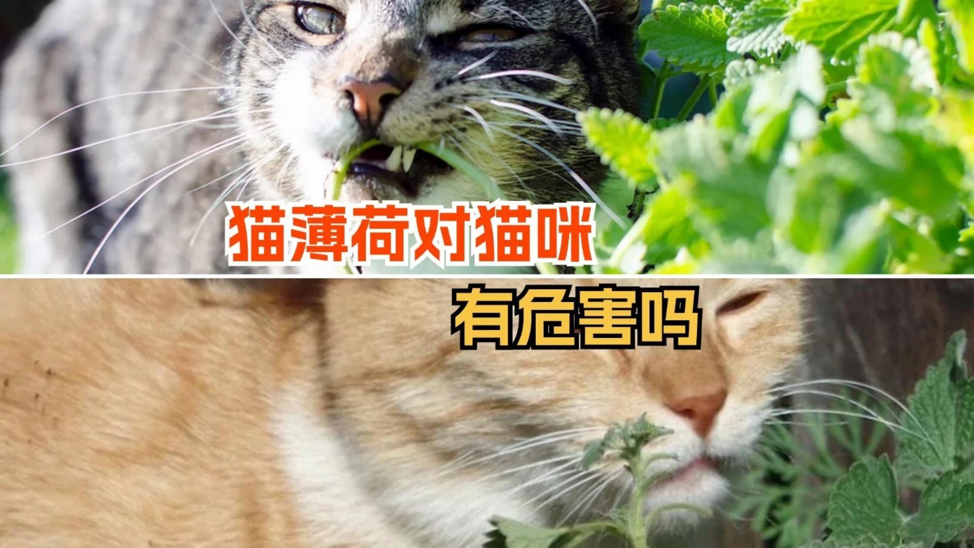 薄荷对猫有危害么(薄荷对于猫咪到底有什么用)