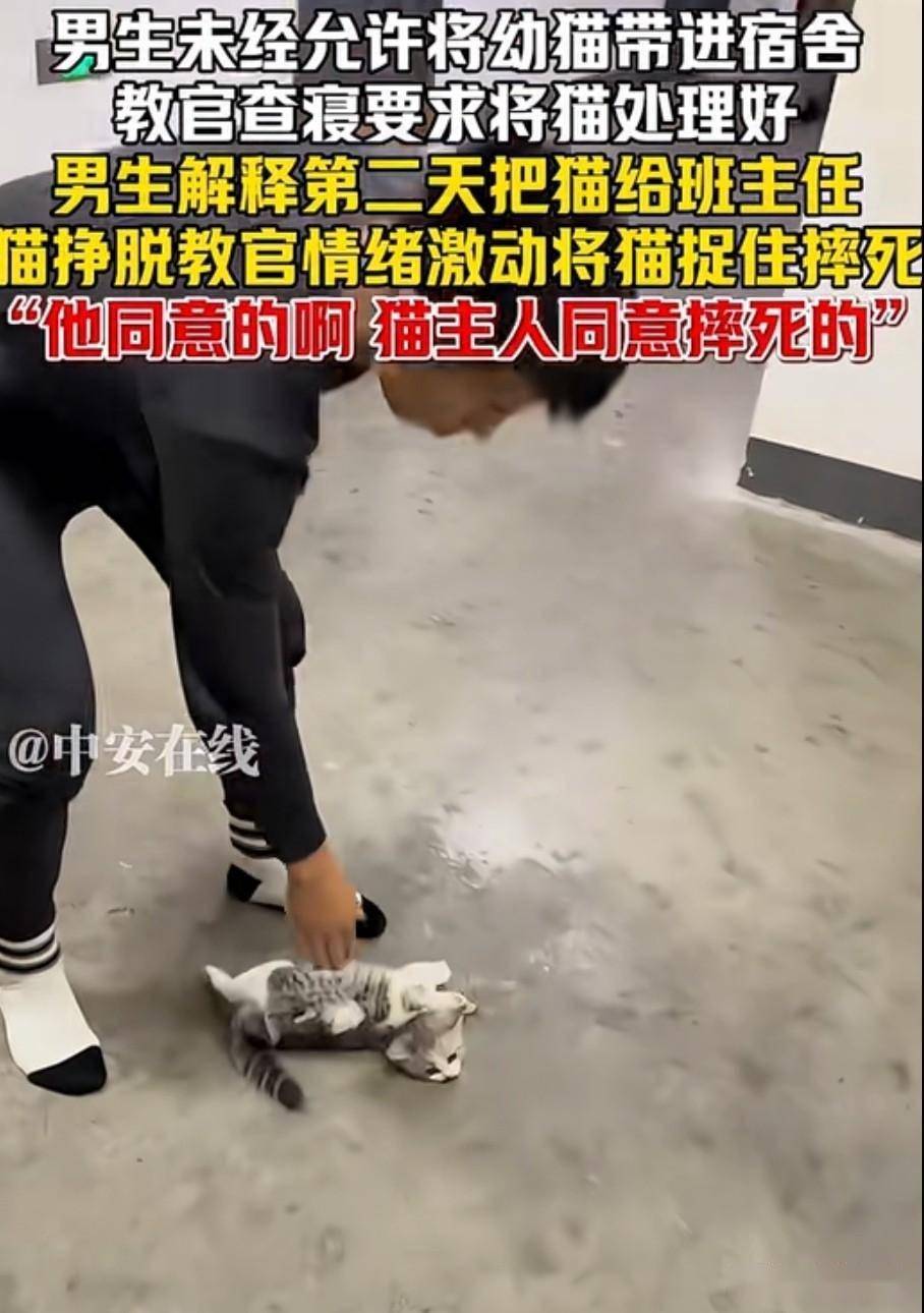猫咪摔后几天死亡(猫咪摔过之后会有什么反应)